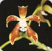 Phal. virides
